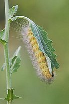 Biosphoto | 1197946 | Tiger Moth (Arctiidae), Caterpillar feeding on Golden Crownbeard (Verbesina encelioides), Willacy County, Rio Grande Valley, South Texas, USA | &copy; Rolf Nussbaumer / imageBROKER / Biosphoto