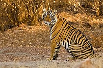 Biosphoto | 1517601 | Tiger (Panthera tigris) sitting in the golden light at dusk on the forest tracks of Ranthambore Tiger Reserve, India | &copy; Aditya Singh / imageBROKER / Biosphoto
