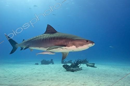 Biosphoto | 1974263 | Tiger shark swimming above a sandy bottom - Bahamas | &copy; Gérard Soury / Biosphoto
