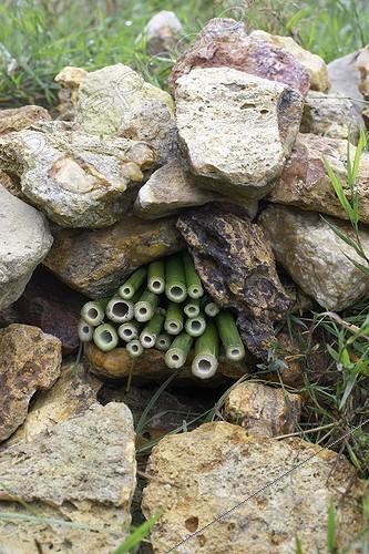 Biosphoto | 1161246 | Tiges de Bambou logées dans un tas de pierres France ; Refuge servant de nichoir pour abeilles solitaires du genre Osmia. | &copy; Jean-Michel Groult / Biosphoto