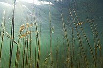 Biosphoto | 1240192 | Tiges de Roseaux dans un lac Jura France | &copy; Michel Loup / Biosphoto