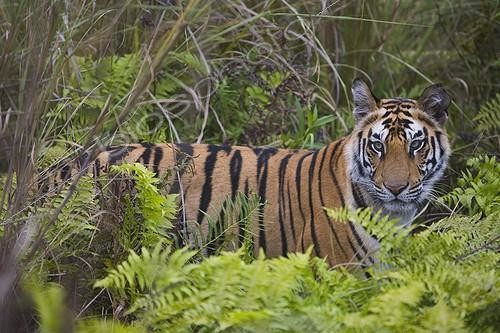 Biosphoto | 642982 | Tigre du Bengal de 17 mois Bandhavgarh Inde | &copy; Theo Allofs / Biosphoto