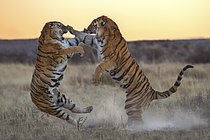 Biosphoto | 2609152 | Tigre du Bengale (Panthera tigris) deux femelles se battant, en captivité, Philippolis, Afrique du Sud | &copy; Marion Vollborn / imageBROKER / Biosphoto