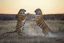Biosphoto | 2609153 | Tigre du Bengale (Panthera tigris) deux femelles se battant, en captivité, Philippolis, Afrique du Sud | &copy; Marion Vollborn / imageBROKER / Biosphoto
