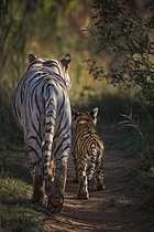 Biosphoto | 2609156 | Tigre du Bengale (Panthera tigris) mère morphologie blanche et jeune, captif, Philippolis, Afrique du Sud | &copy; Marion Vollborn / imageBROKER / Biosphoto