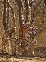Biosphoto | 2398957 | Tigre du Bengale (Panthera tigris tigris), tigresse avec trois jeunes, Parc National de Ranthambore, Rajasthan, Inde | &copy; Aditya Singh / imageBROKER / Biosphoto