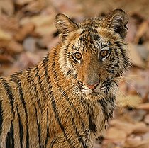 Biosphoto | 2398966 | Tigre du Bengale (Panthera tigris tigris) portrait de jeune, Bandhavgarh National Park, Madhya Pradesh, Inde | &copy; Marko König / imageBROKER / Biosphoto