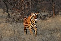 Biosphoto | 2398952 | Tigre du Bengale (Panthera tigris tigris) dans la lumière du soir, Parc national de Ranthambhore, Rajasthan, Inde | &copy; Aditya Singh / imageBROKER / Biosphoto