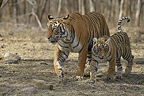 Biosphoto | 2598075 | Tigre du Bengale (Panthera tigris tigris), mère et jeune, se promenant dans les forêts sèches de feuillus du parc national de Ranthambore, en Inde, pendant les étés chauds. | &copy; dad fotos / imageBROKER / Biosphoto