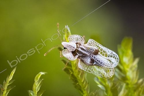 Biosphoto | 2621185 | Tigre du platane ou Punaise réticulée du platane (Corythucha ciliata) punaise du Platane cachée en hiver sous les écorces de platane à feuilles d'érable (Platanus x hispanica hybride), France | &copy; Stéphane Vitzthum / Biosphoto