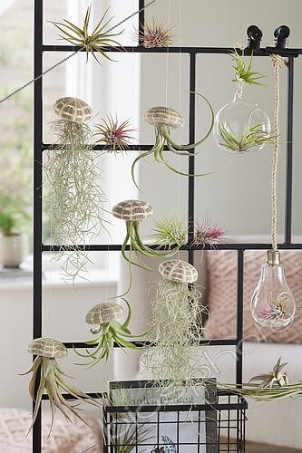 Biosphoto | 2494691 | Tillandsia collection | &copy; ~Corsa Plant / Visions Pictures / Biosphoto
