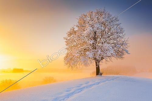 Biosphoto | 2568846 | Tilleul enneigé sur le Hirzel, Suisse | &copy; P. Frischknecht / imageBROKER / Biosphoto