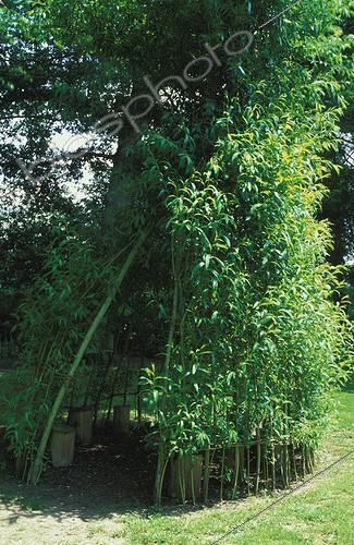 Biosphoto | 32208 | Tipi de saules tressés au Jardin des Mélanges en juin | &copy; NouN / Biosphoto