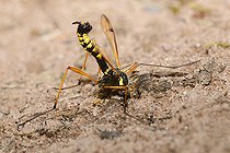 Biosphoto | 2074248 | Tipule ornée (Ctenophora ornata) femelle se désaltérant, Parc naturel régional des Vosges du Nord, France | &copy; Michel Rauch / Biosphoto