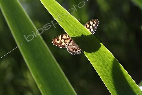 Biosphoto | 2030373 | Tircis behind an iris leaf in a garden - France | &copy; Pascal Pittorino / Biosphoto