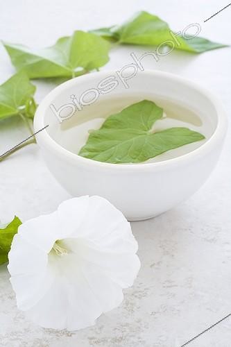 Biosphoto | 1164890 | Tisane de feuilles de Liseron dans un bol blanc ; Une feuille est dans le bol et une fleur est posée à côté sur le plan de travail en pierre | &copy; Frédérique Bidault / Biosphoto