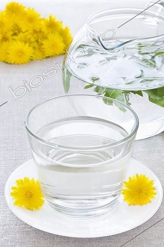 Biosphoto | 988244 | Tisane de feuilles de Pissenlits | &copy; Frédérique Bidault / Biosphoto