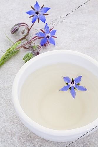 Biosphoto | 988270 | Tisane de fleurs de Bourrache | &copy; Frédérique Bidault / Biosphoto