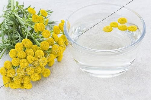 Biosphoto | 1164878 | Tisane de fleurs de Tanaisie dans une tasse transparente ; Fleurs de tanaisie dans une tasse transparente, des fleurs sont posées dans la tasse et sur le plan de travail en pierre | &copy; Frédérique Bidault / Biosphoto