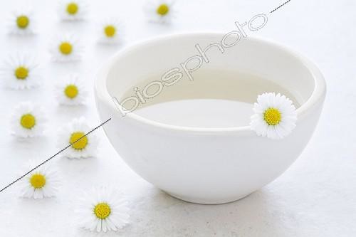 Biosphoto | 1132816 | Tisane de Pâquerettes et fleur de Pâquerette | &copy; Frédérique Bidault / Biosphoto