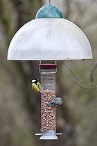 Biosphoto | 1251052 | Tits on feeder with anti-squirrel UK | &copy; Michel Gunther / Biosphoto