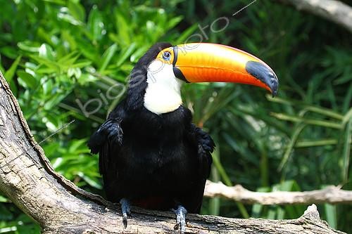 Biosphoto | 2403336 | Toco Toucan (Ramphastos toco) on a branch, South Brazil | &copy; Jean Mayet / Biosphoto