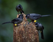 Biosphoto | 2570815 | Tohi à cuisses jaunes (Pselliophorus tibialis), groupe familial se nourrissant ensemble, Chiriqui Highlands, Panama | &copy; Ignacio Yufera / Biosphoto