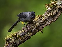 Biosphoto | 2570816 | Tohi à cuisses jaunes (Pselliophorus tibialis), sur une branche, Chiriqui Highlands, Panama | &copy; Ignacio Yufera / Biosphoto