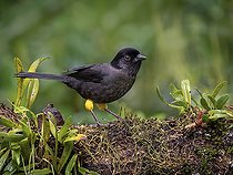 Biosphoto | 2570818 | Tohi à cuisses jaunes (Pselliophorus tibialis), sur une branche, Chiriqui Highlands, Panama | &copy; Ignacio Yufera / Biosphoto
