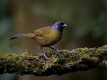 Biosphoto | 2570746 | Tohi à grands pieds (Pezopetes capitalis), Chiriqui Highlands, Panama | &copy; Ignacio Yufera / Biosphoto
