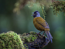 Biosphoto | 2608884 | Tohi à grands pieds (Pezopetes capitalis), appelant, haut plateau de Chiriqui, Panama | &copy; Ignacio Yufera / Biosphoto