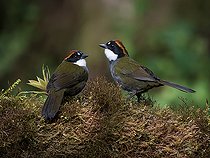 Biosphoto | 2570704 | Tohi à nuque brune (Arremon brunneinucha) couple, haut plateau de Chiriqui, Panama | &copy; Ignacio Yufera / Biosphoto