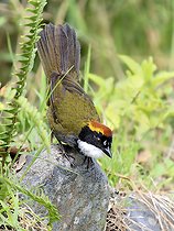 Biosphoto | 2570702 | Tohi à nuque brune (Arremon brunneinucha), haut plateau de Chiriqui, Panama | &copy; Ignacio Yufera / Biosphoto