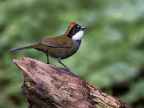 Biosphoto | 2570703 | Tohi à nuque brune (Arremon brunneinucha), haut plateau de Chiriqui, Panama | &copy; Ignacio Yufera / Biosphoto