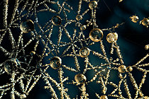 Biosphoto | 2621360 | Toile d'araignée recouverte de cristaux de givre, forêt de Chévinay, Rhône, France. | &copy; Philippe Lebeaux / Biosphoto