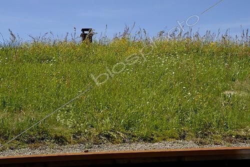 Biosphoto | 166916 | Toit d'une maison végétale vers Gerardmer France | &copy; Denis Bringard / Biosphoto