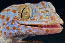 Biosphoto | 2063954 | Tokeh (Gekko gecko), Indonesia | &copy; Matthijs Kuijpers / Biosphoto