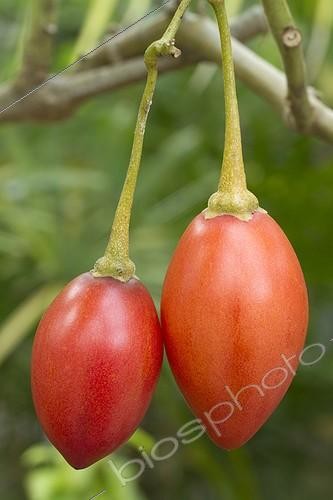 Biosphoto | 2076468 | Tomate en arbre (Solanum betaceum), Fruits | &copy; Frédéric Tournay / Biosphoto
