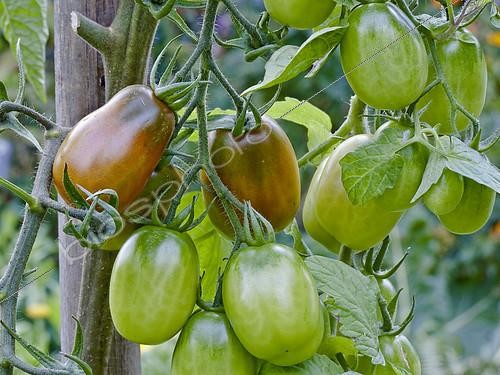 Biosphoto | 2158703 | Tomate 'Prune Noire' | &copy; Alain Kubacsi / Biosphoto