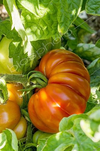 Biosphoto | 2139556 | Tomate 'Purple Calabash' | &copy; Alain Kubacsi / Biosphoto