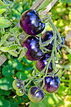 Biosphoto | 2609010 | Tomates bleues indigo 'Bosque blue', Jardin Potager de Bonnétable, Sarthe, France | &copy; Michel Gile / Biosphoto