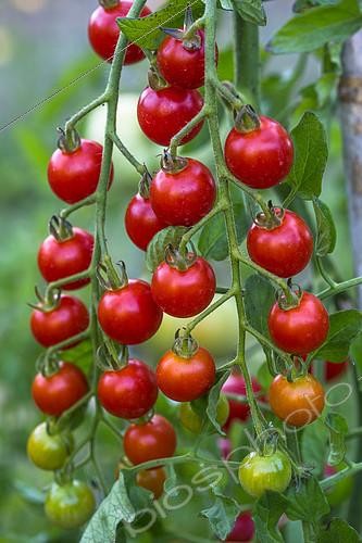 Biosphoto | 2084149 | Tomates cerises 'Super Sweet 100' au potager, Provence, France | &copy; Philippe Giraud / Biosgarden / Biosphoto