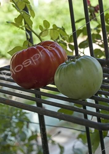 Biosphoto | 1200987 | Tomates Russes Jardins ouvriers des Aygalades Marseille | &copy; Philippe Giraud / Biosphoto
