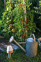 Biosphoto | 2084142 | Tomates variées au potager, Provence, France | &copy; Philippe Giraud / Biosgarden / Biosphoto