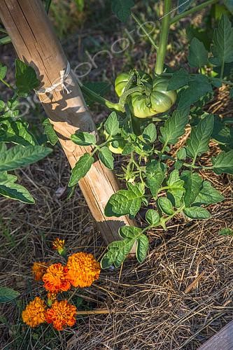 Biosphoto | 2084022 | Tomato and Tagetes as companion planting, Provence, france | &copy; Philippe Giraud / Biosgarden / Biosphoto