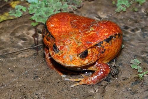 Biosphoto | 2026716 | Tomato frog in a pond - Madagascar  | &copy; Jean Mayet / Biosphoto
