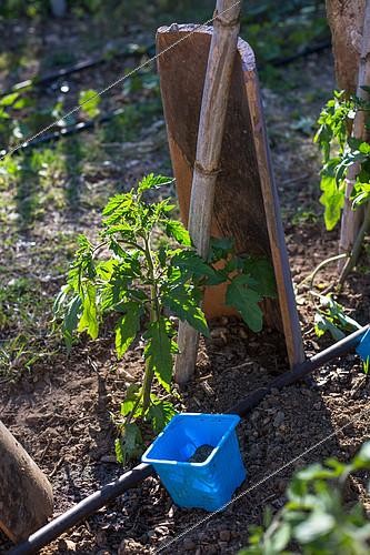 Biosphoto | 2083897 | Tomato protected from the wind with a tile, Provence, France | &copy; Philippe Giraud / Biosgarden / Biosphoto