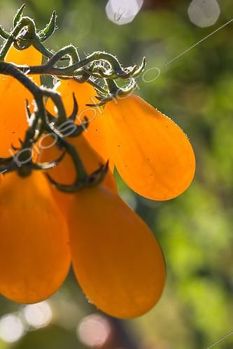 Biosphoto | 2084198 | Tomato 'Yellow Pearshaped', Provence, France | &copy; Philippe Giraud / Biosgarden / Biosphoto