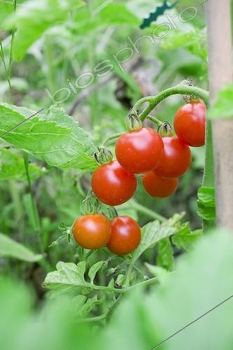 Biosphoto | 962293 | Tomatoes cherry 'Super sweet 100 F1' in a kitchen garden | &copy; Frédéric Didillon / Biosphoto