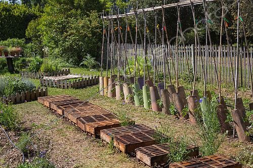 Biosphoto | 2083936 | Tomatoes on stakes and White mustard seeding protected from the sun with trays, Vegetable Garden, Provence, France | &copy; Philippe Giraud / Biosgarden / Biosphoto